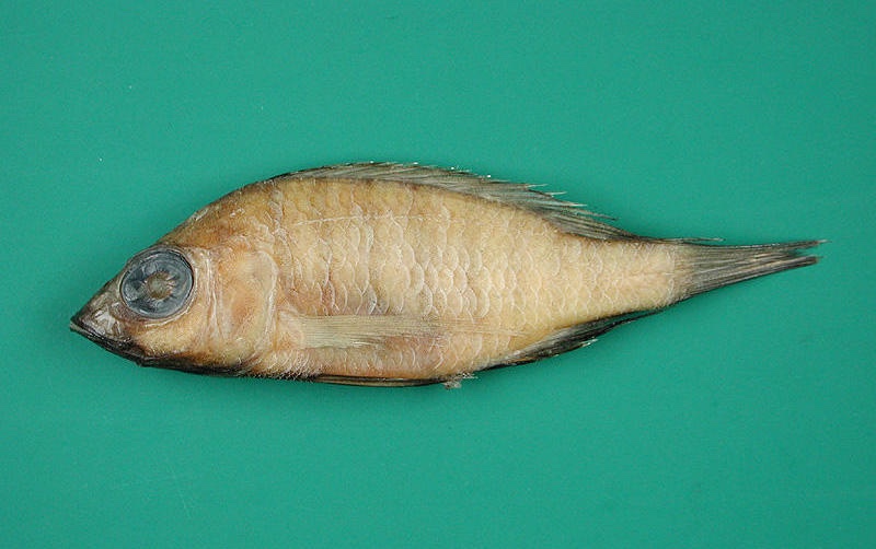 Placidochromis ecclesi 'South East Arm'